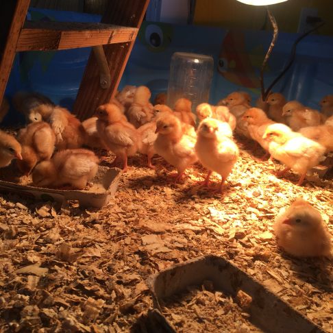 Chicks